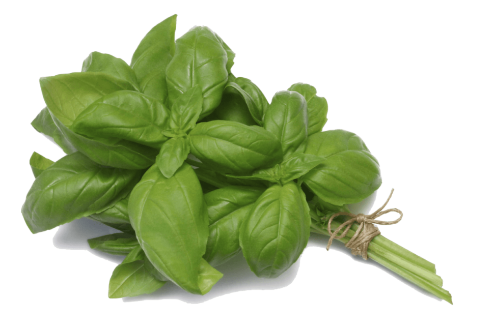 बेसिल Basil